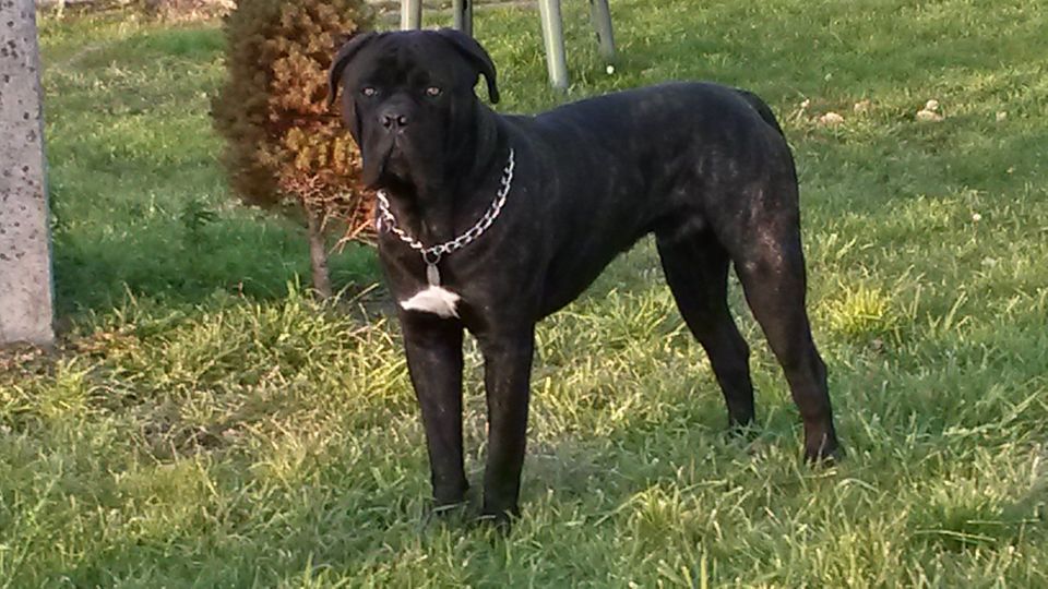 Gama du Temple des Brumes