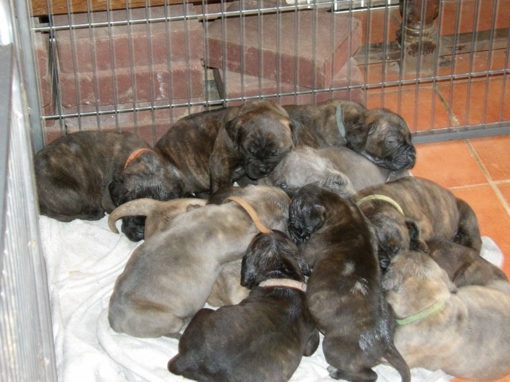 Chiot Cane Corso du Temple des Brumes
